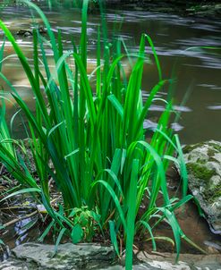 Tall Grass Blades In Slow Flowing Water