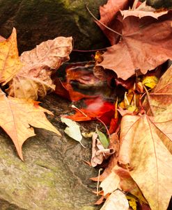 Colorful Autumn Leaves Between Rocks