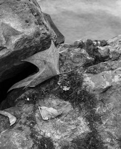 The Maple Leaf Between Rocks B&W