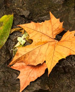 Two Maple Leaves In Nature