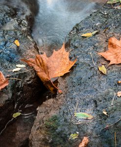 Colorful Autumn Leaves By Brook