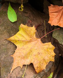 Colorful Autumn Leaves In There Natural Surrounding