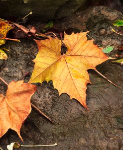 Colorful Maple Leaves Upon Rocks
