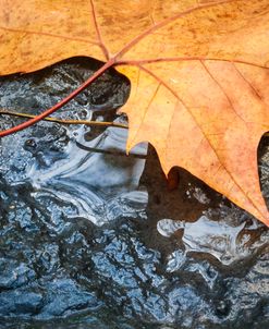 Maple Leaf On Wet Rock