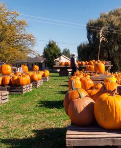 Pumkins For Sale