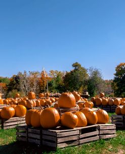 Pumkin Harvest