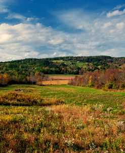 Wild Flowers In Autumn Valley