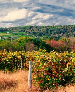 Wine Country Beneath Cloudscape