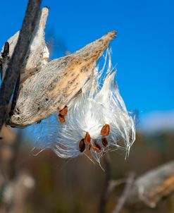 NO 2 Milkweeds