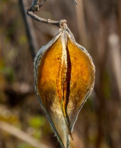 NO 3 Milkweeds