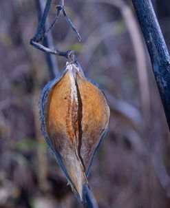 NO 6 Milkweeds