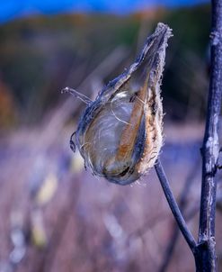 NO 9 Milkweeds