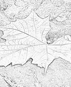Maple Leaf Pencil Sketch