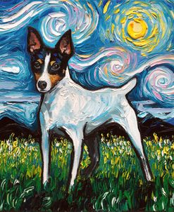 Toy Fox Terrier Night
