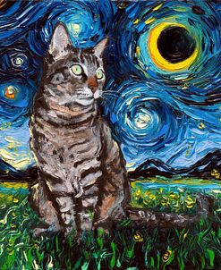 Tabby Night