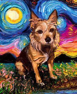 Australian Terrier Night