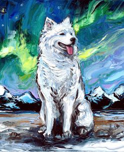 Samoyed Night