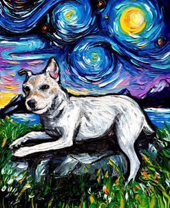 Jack Russell Terrier Night 3