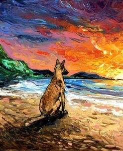 Beach Days – Belgian Malinois