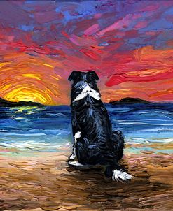 Beach Days – Border Collie