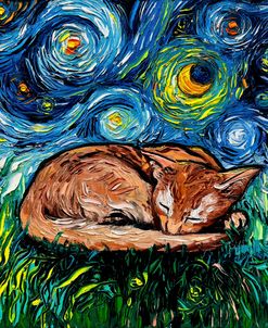 Sleepy Abysinnian Night