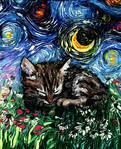 Sleepy Tabby Kitten Night