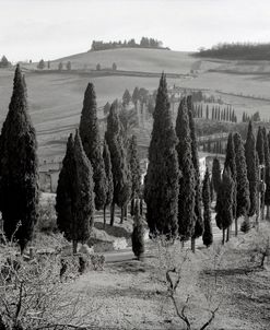 IT910 – Tuscany IV