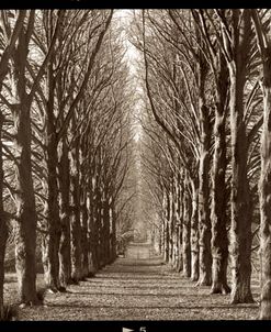 NYH2 – Hamptom Gates Promenade I