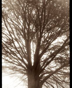 TRV12 – Hampton Gates Tree No. 1