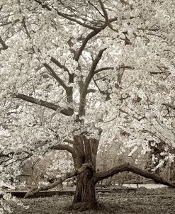 TR98 – Hampton Magnolia II