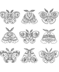 Moths