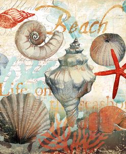 Shell Collector1