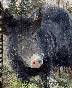 Boar in the Wild