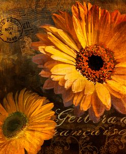 Golden Gerbera IV