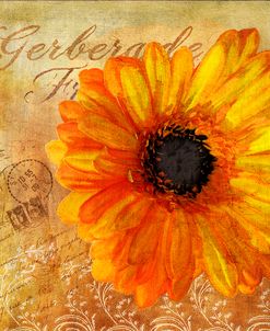 Golden Gerbera I