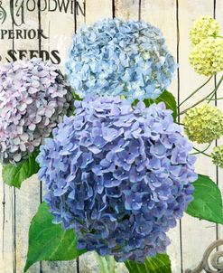 Farm Seed Hydrangeas