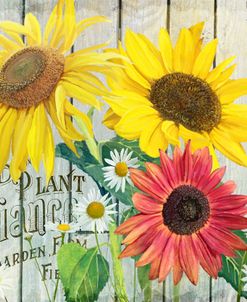 Farm Seed Sunflowers