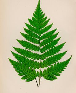 Botanical Fern