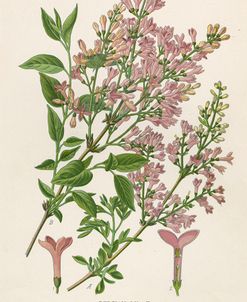 Persian Lilac