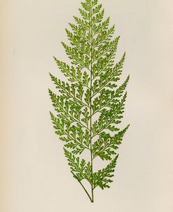 Davallia Tenuifolia