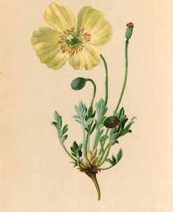 Papaver Pyrenaicum