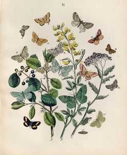 Papillion – Butterflies