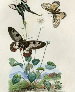 Papillons – Parnassie