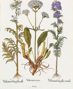 Valeriana