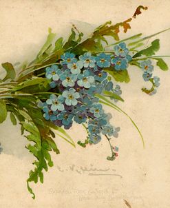 Forget-Me-Not