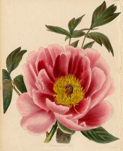 Paeonia Montan