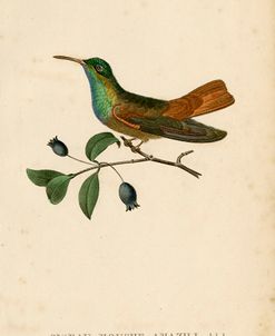 Oiseau-Mouche Amazili