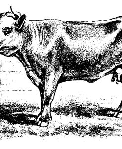 Barnyard Cow