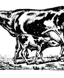 Cow and Calf