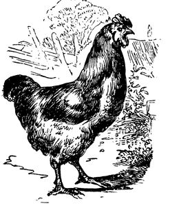 Garden Chicken